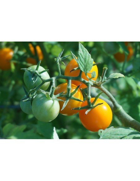 TOMATE CHERRY Amarillo Golden Nugget