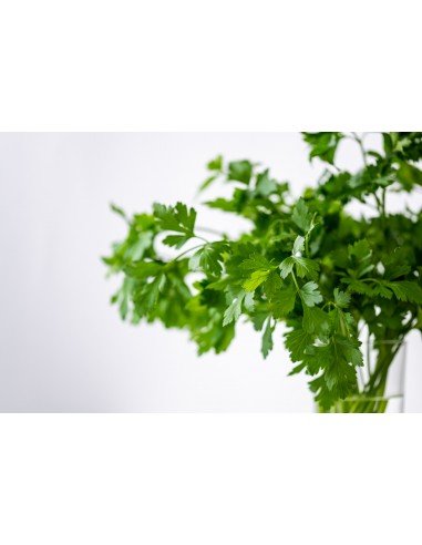PEREJIL LISO