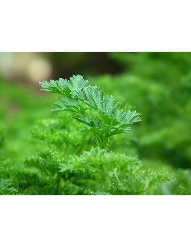 PEREJIL LISO