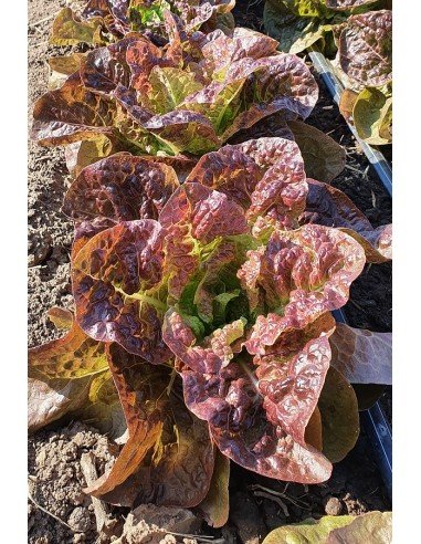 LECHUGA MANTECOSA Maravimor