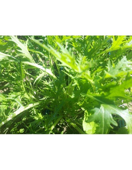 MOSTAZA DE HOJA ORIENTAL Mizuna