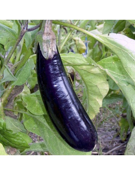 BERENJENA Melonga