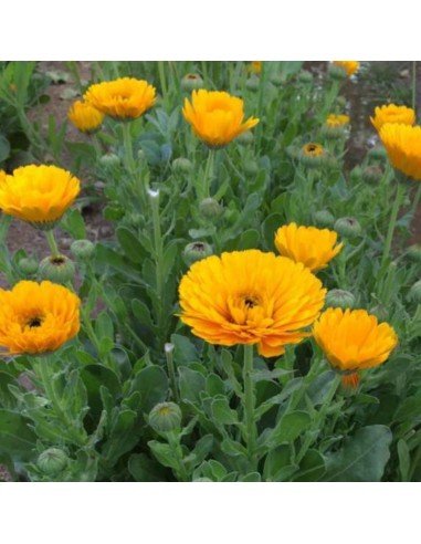 CALENDULA Mix