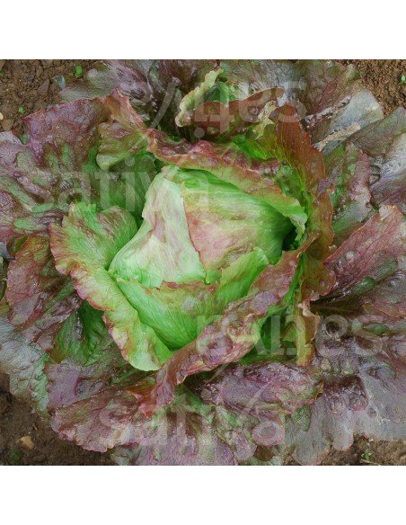 LECHUGA ICEBERG Diavoletta