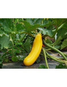 ZUCCHINI Solara 2