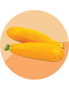 ZUCCHINI Solara