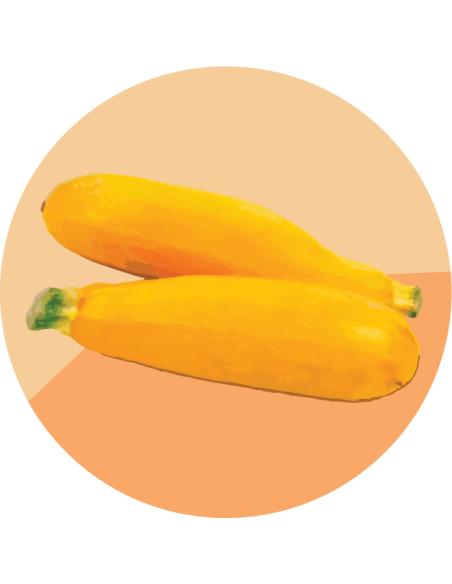 ZUCCHINI Solara