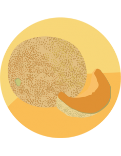 MELON CANTALOUPE Seleccion de Benary