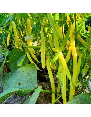 CHAUCHA AMARILLA DE MATA El Dorado