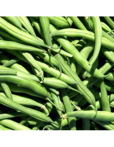 CHAUCHA DE MATA Caprice