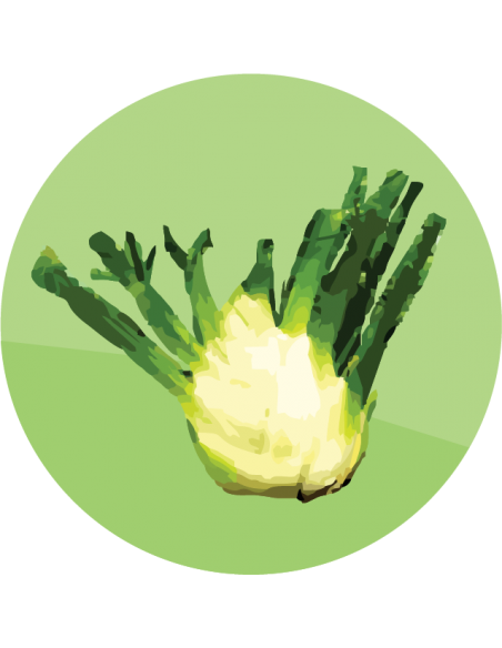 HINOJO DE BULBO Perfección