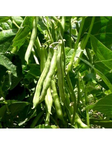 CHAUCHA DE MATA Maxi