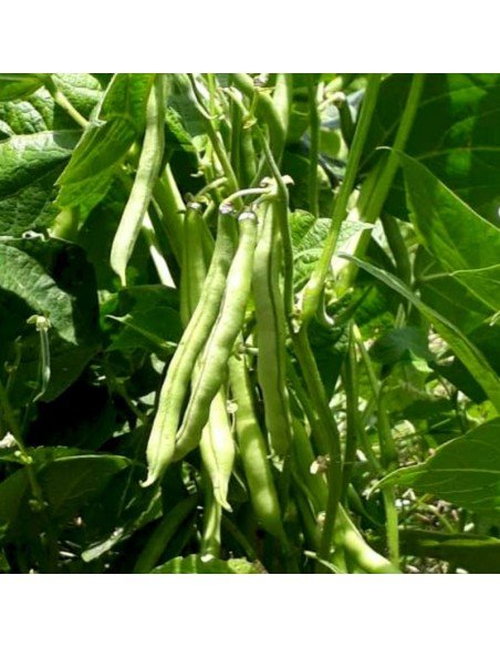 CHAUCHA DE MATA Maxi