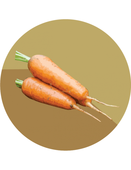 ZANAHORIA CHANTENAY Corazón Rojo