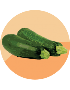ZUCCHINI Serafina