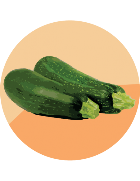 ZUCCHINI Serafina