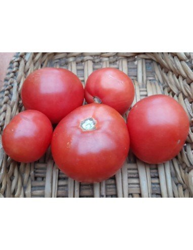 TOMATE CRIOLLO NoMeOlvides (Nº56)
