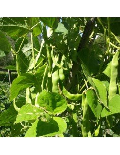 CHAUCHA TREPADORA Algarve 2