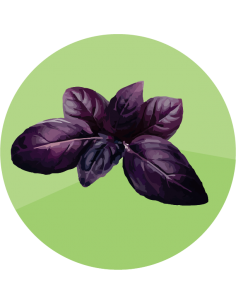 ALBAHACA MORADA deep purple