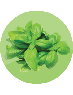 ALBAHACA Hoja Ancha