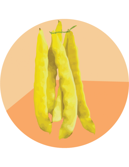 CHAUCHA AMARILLA DE MATA El Dorado