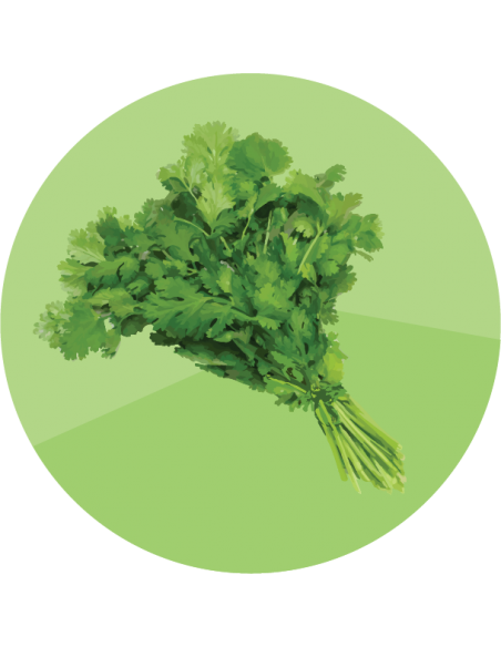 CILANTRO Común