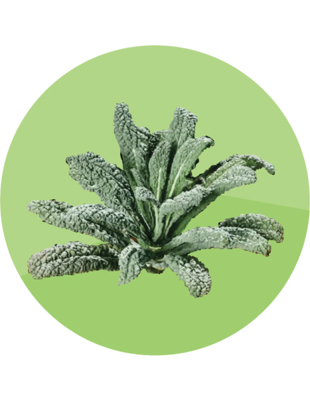 KALE COL DE HOJA Negro de Toscana