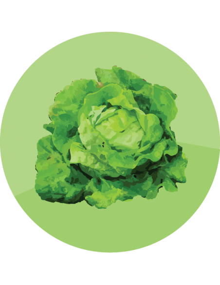 LECHUGA ARREPOLLADA Kermit