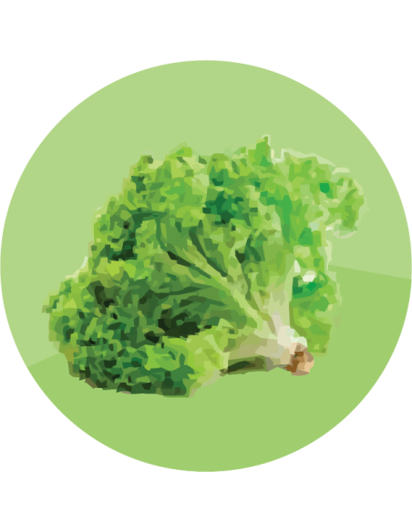 LECHUGA CRESPA Grand Rapids