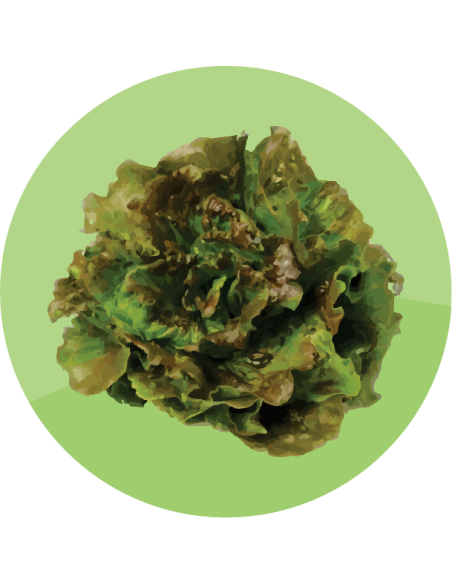 LECHUGA MANTECOSA Maravilla de verano