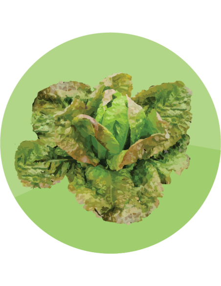 LECHUGA ROMANA Grasse de Morge LECHUGA ROMANA Grasse de Morge