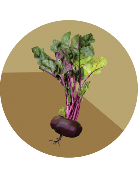 REMOLACHA Chata de Egipto