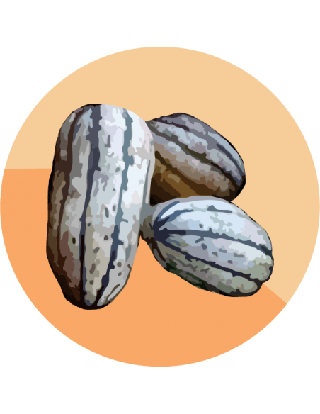 ZAPALLO ARBUSTIVO Delicata Arbustivo