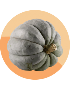 ZAPALLO CRIOLLO Gris Plomo