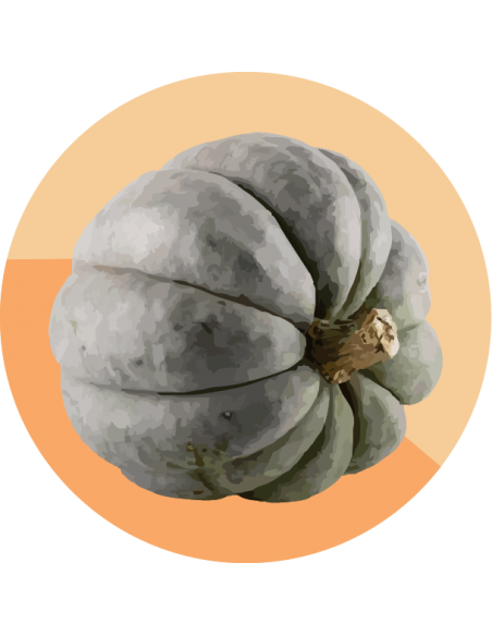 ZAPALLO CRIOLLO Gris Plomo ZAPALLO CRIOLLO Gris Plomo