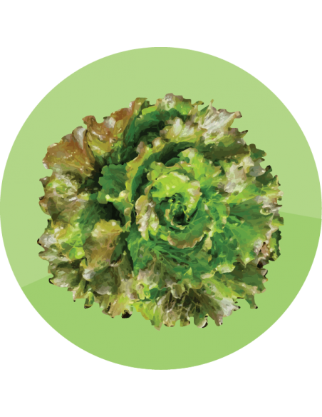 LECHUGA BATAVIA MANTECOSA Carmen