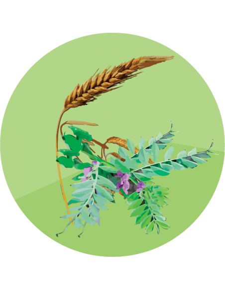 ABONO VERDE Centeno y Vicia (mezcla)