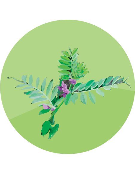 ABONO VERDE Vicia