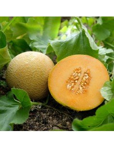 MELON CANTALOUPE Seleccion de Benary 2