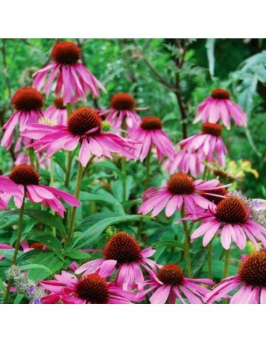 ECHINACEA Purpurea