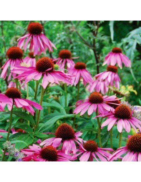 ECHINACEA Purpurea