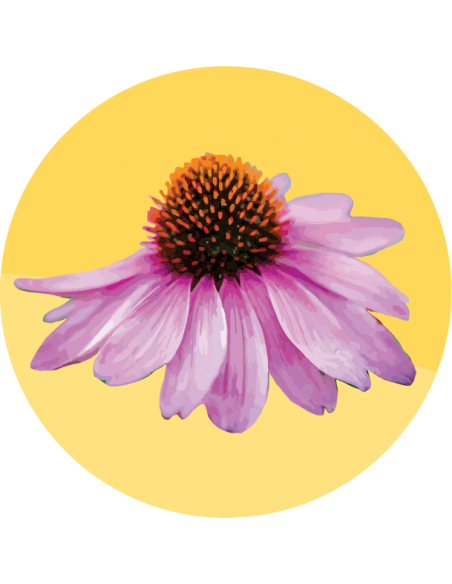 ECHINACEA Purpurea