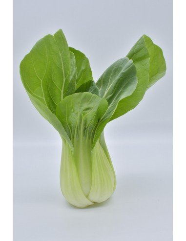 PAK CHOI Ching Chiang