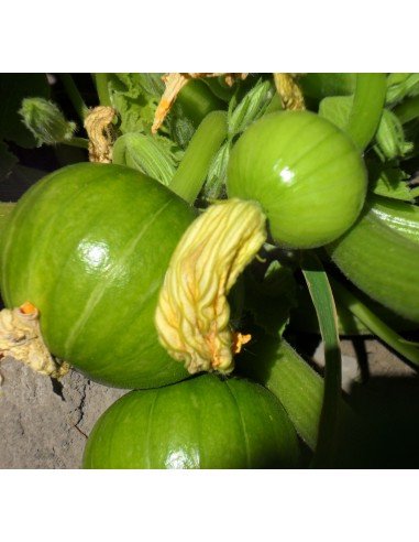 ZAPALLITO DE TRONCO Pilar