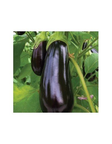 BERENJENA  Florida Market