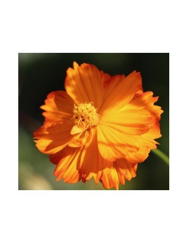 COSMOS Naranja