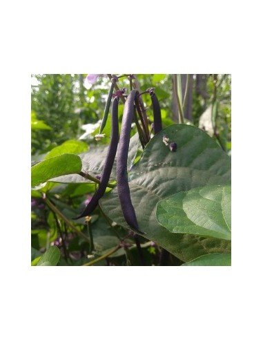 CHAUCHA PURPURA DE MATA Amatista