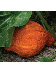 ZAPALLO HUBBARD  Golden 2