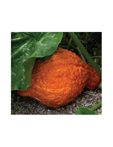 ZAPALLO HUBBARD  Golden