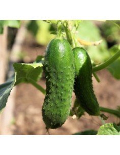 PEPINO DE ENCURTIR... 2